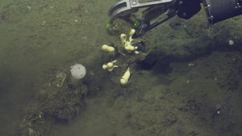 Media type: image;   Invertebrate Zoology 153142 Description: live specimen;